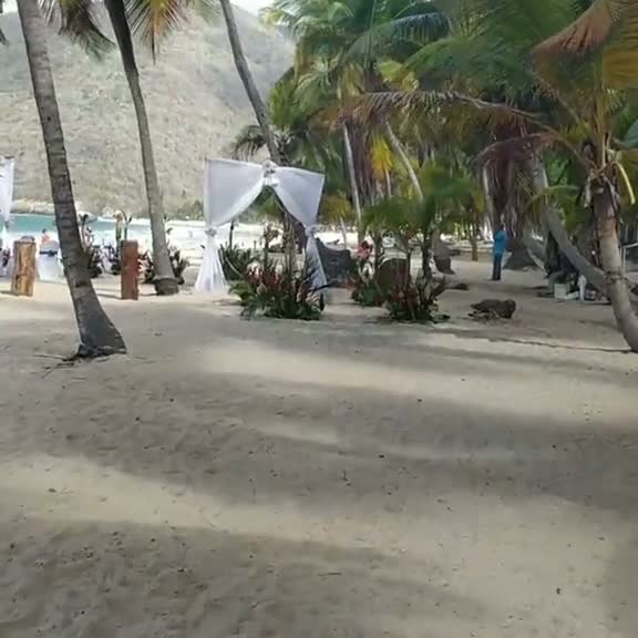 Video real: montaje de boda entre las palmeras de la playa