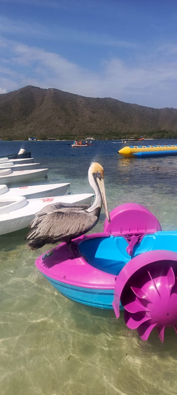 Pelícano sobre bote de pedales con banana boat al fondo