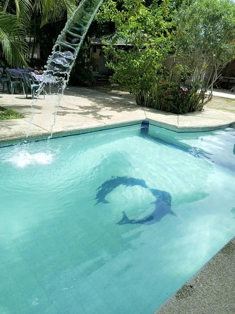 Detalle de piscina con mosaico de delfines y cascada